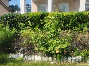 Bush Trimming by Carlos Wright for Vicki N. in Lawrenceville, GA