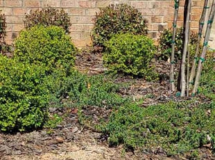 Bush Trimming by Ray Wright for Neug S. in Waxhaw, NC