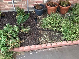 Weeding by Luis Mota for Honey L. in Fort Worth, TX