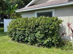Bush Trimming by Robert Adams for Shannon W. in Melbourne, FL