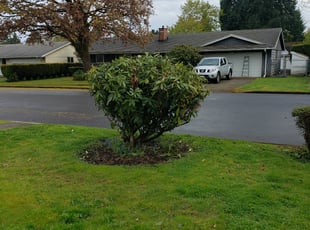 Bush Trimming by J P for Lauren S. in Vancouver, WA