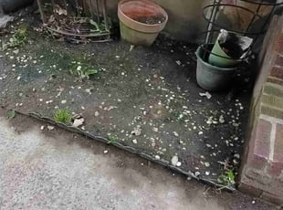 Leaf Removal by Daquan Samuels for David B. in Queens, NY