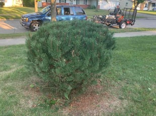 Bush Trimming by Nick Richardson for Mary C. in Fort Wayne, IN
