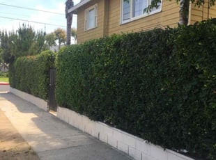 Bush Trimming by Paul (Owner) for Bo H. in Los Angeles, CA