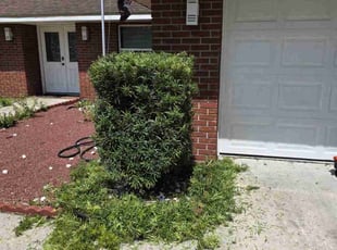 Bush Trimming by Jennifer Butler for William J. in Valrico, FL