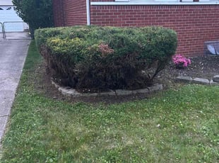 Bush Trimming by DeMarkus Allen for Jailyn W. in Taylor, MI