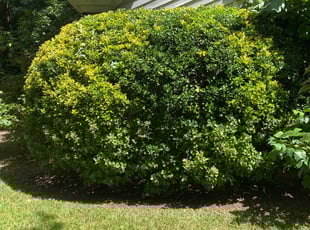 Bush Trimming by Joshua Sample for Patricia P. in Snellville, GA