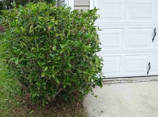 Bush Trimming by Wes Carroll for Quanteza W. in Ladson, SC