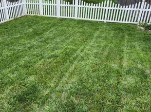 Nicole S.'s Lawn Mowing service result