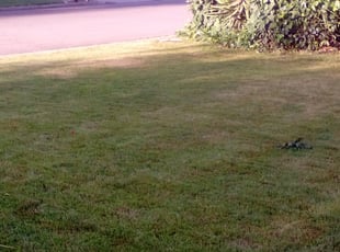Cleanups by Louie Priest for Colleen L. in Bakersfield, CA