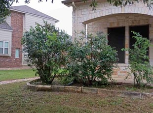 Bush Trimming by Robert Camacho for Jose M. in San Marcos, TX