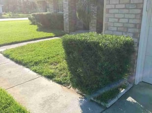 Bush Trimming by Christopher Lippens for Krause R. in Palm Coast, FL