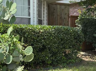 Bush Trimming by Maria Hernandez for Kara D. in Frisco, TX