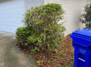 Bush Trimming by Maurice Williams for Merrie L. in Lakeland, FL
