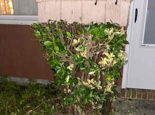 Bush Trimming by Don Jones for Rhonda Gale T. in Virginia Beach, VA