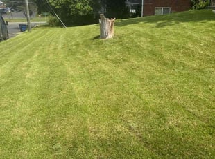 Alexia L.'s Lawn Care service result