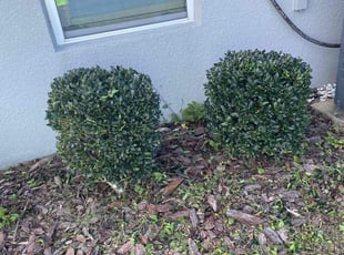 Bush Trimming by Hanif Ibn King for Brittany B. in Lakeland, FL