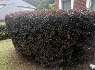 Bush Trimming by Enrique Juarez for Antonio M. in Kennesaw, GA