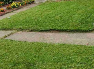 Alejandra C.'s Lawn Service service result