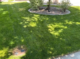 Della M.'s Grass Cutting service result