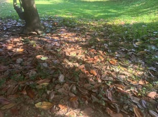 Leaf Removal by Joseph Smith for Doretha G. in Abingdon, MD