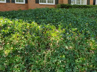 Leaf Removal by Michael Hendrix for Dennis L. in Marietta, GA