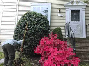 Bush Trimming by Yobani Benitez for SharonGray G. in Crofton, MD