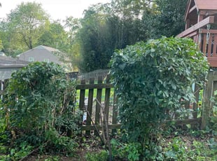 Bush Trimming by Saul Lara for Darcie P. in Rockville, MD