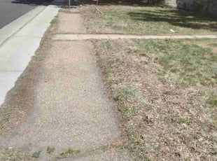 Leaf Removal by Tom Davis for Alexis P. in Denver, CO