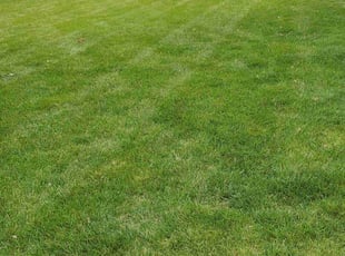 Chris L.'s Lawn Service service result