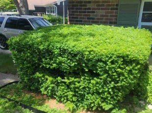 Bush Trimming by Willie Parker for Ismael A. in Fishers, IN