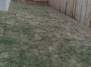 Cleanups by Rebecca Ferrara for Nichole E. in Converse, TX