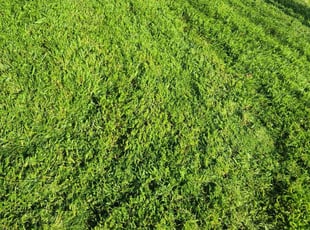Tom M.'s Lawn Mowing service result