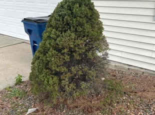Bush Trimming by Zyler Thornhill for Julie F. in Lakewood, CO