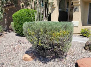 Bush Trimming by Leland Floyd for Raisa Y. in Las Vegas, NV