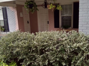 Bush Trimming by Julio Garcia for Marna . in Dallas, TX