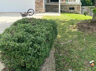 Bush Trimming by Matthew Lynough for Amber S. in Knightdale, NC