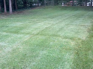 Jennifer N.'s Grass Cutting service result