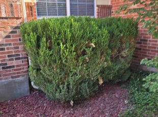 Bush Trimming by Taylor Hanna for Antwoin W. in San Antonio, TX