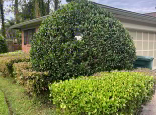 Bush Trimming by Ryan Toaston for Jonathan B. in Jacksonville, FL