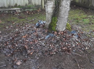 Cleanups by Craig Brown for Michael B. in Puyallup, WA