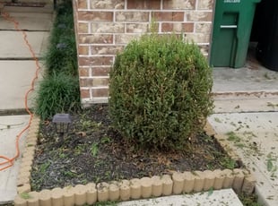 Bush Trimming by Vincent Phillips for Rhonda S. in Houston, TX