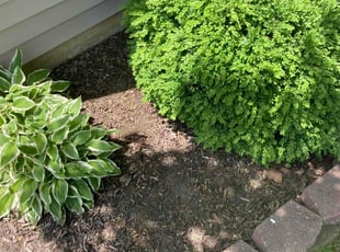 Weeding by Chenita Perry for Sara B. in Indianapolis, IN