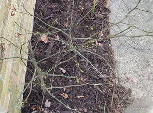 Mulching by Danielle Patterson for Molly M. in Norfolk, VA