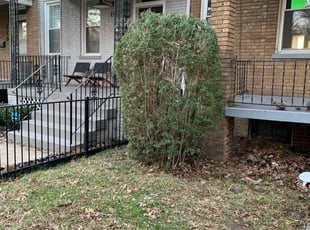Bush Trimming by Tyler Isaacs for Monique M. in Washington, DC