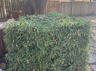 Bush Trimming by Ana Zelaya for Stephen R. in Houston, TX