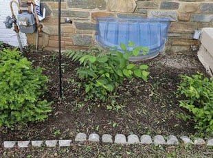 Weeding by Artavius Clark for K R. in Washington, DC