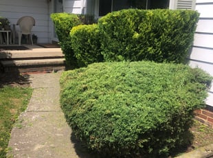 Bush Trimming by Demetrius Bennett Jr for Angellete H. in Euclid, OH
