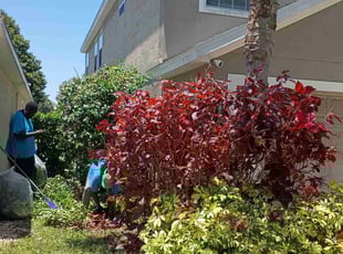 Bush Trimming by Willie Carmichael Jr for Sean H. in Winter Garden, FL