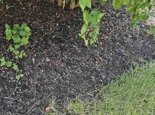 Weeding by Nathaniel Howard for Flora C. in Richmond, VA